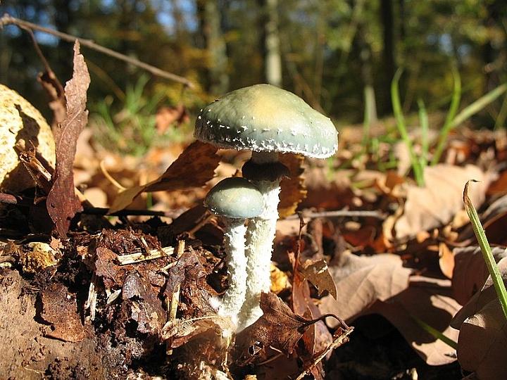 2008 10 Myco domaine de La Claye 23